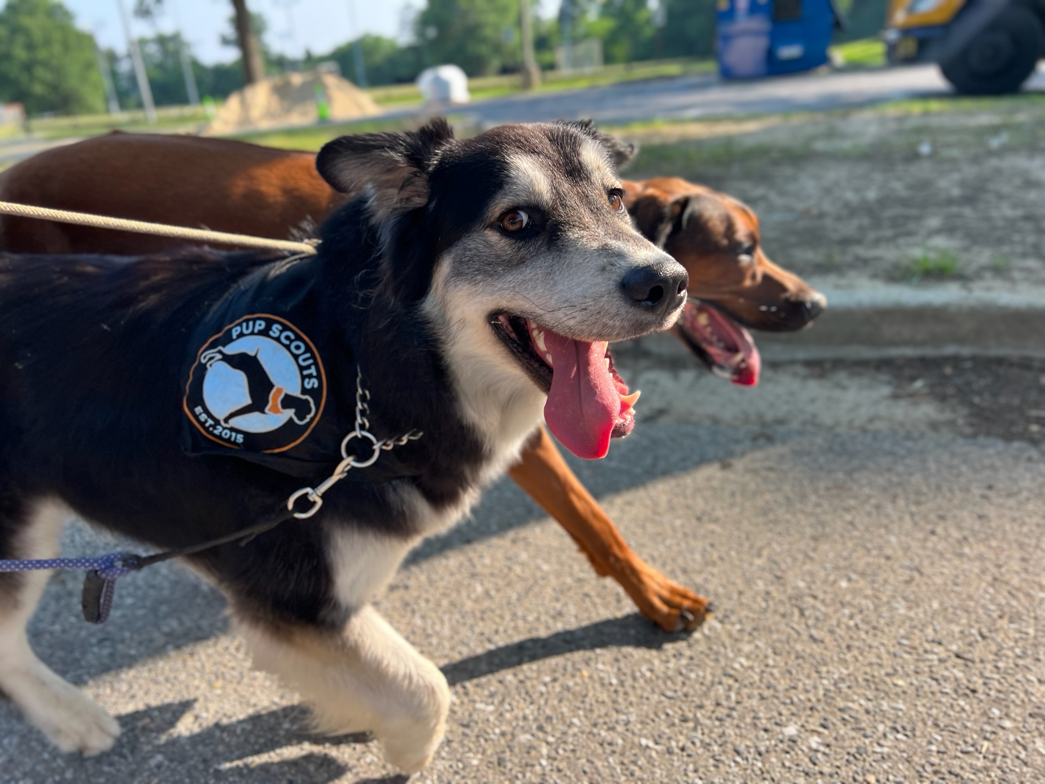 Pup Scouts dogs enjoying socialization and exercise during a walk through Pasadena, MD