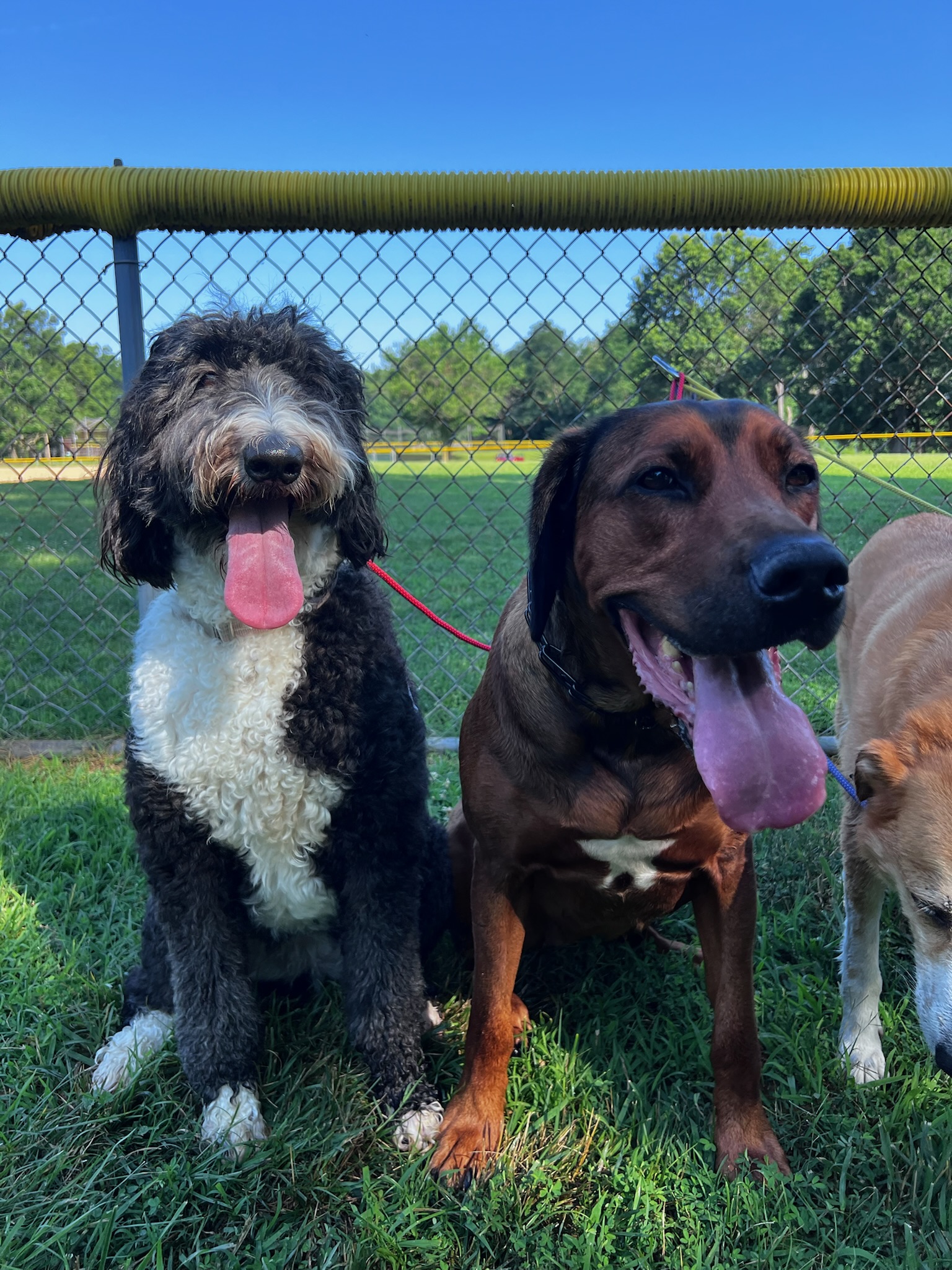 Relaxed dogs enjoying a guided Pup Scouts pack walk in suburban 