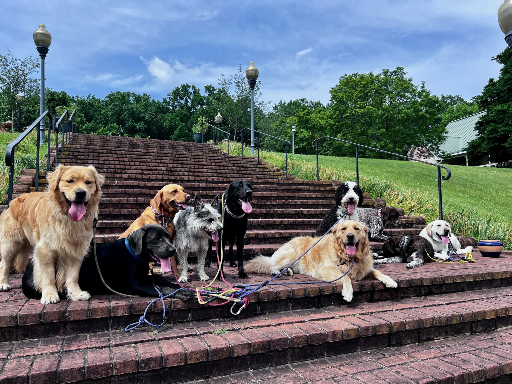 Image of a Pup Scouts dog walker guiding a small group of dogs on a structured route, showcasing calm and controlled behavior.