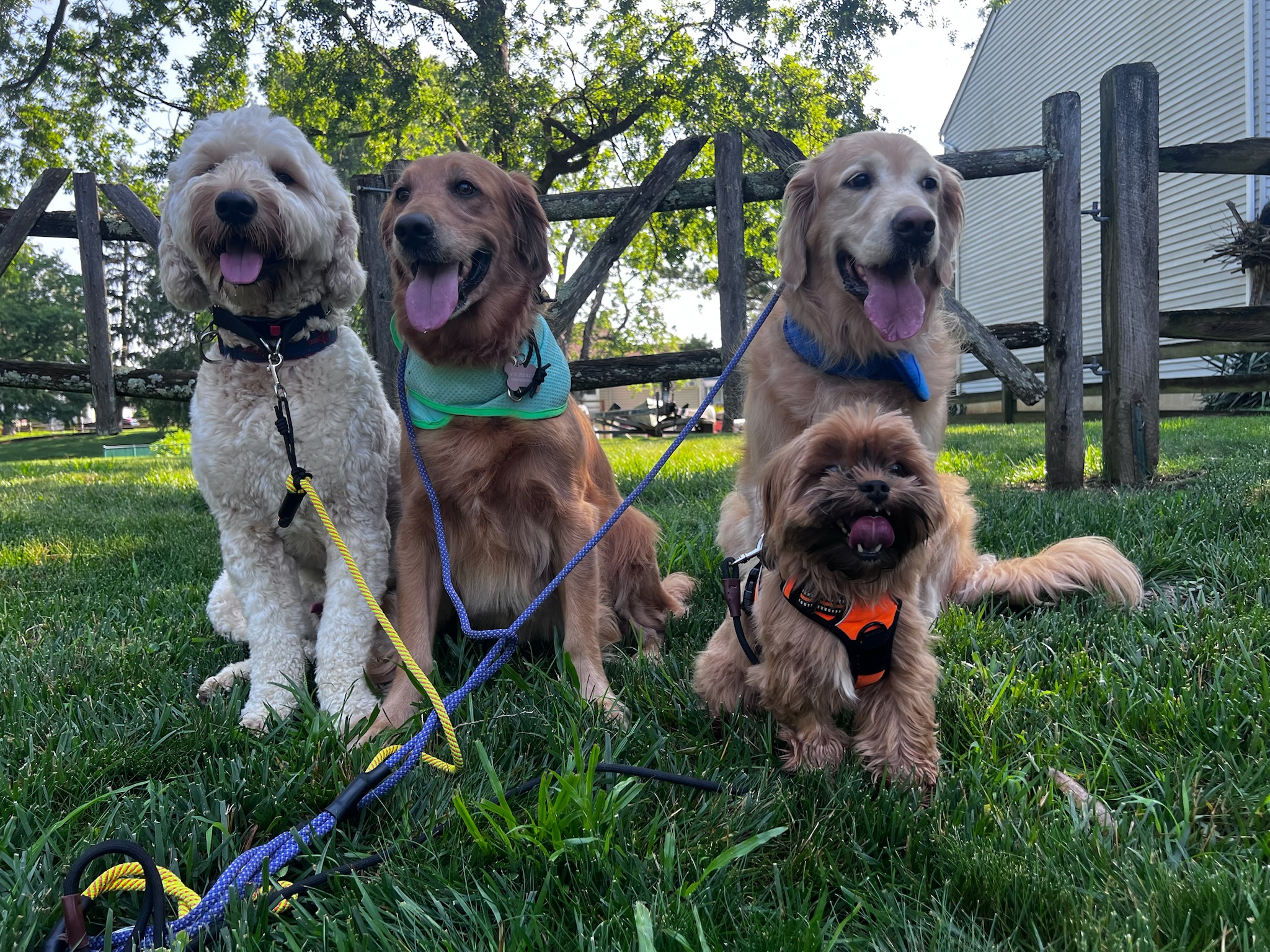 Pack walking experience in Annapolis, MD with Pup Scouts emphasizing safety and consistency