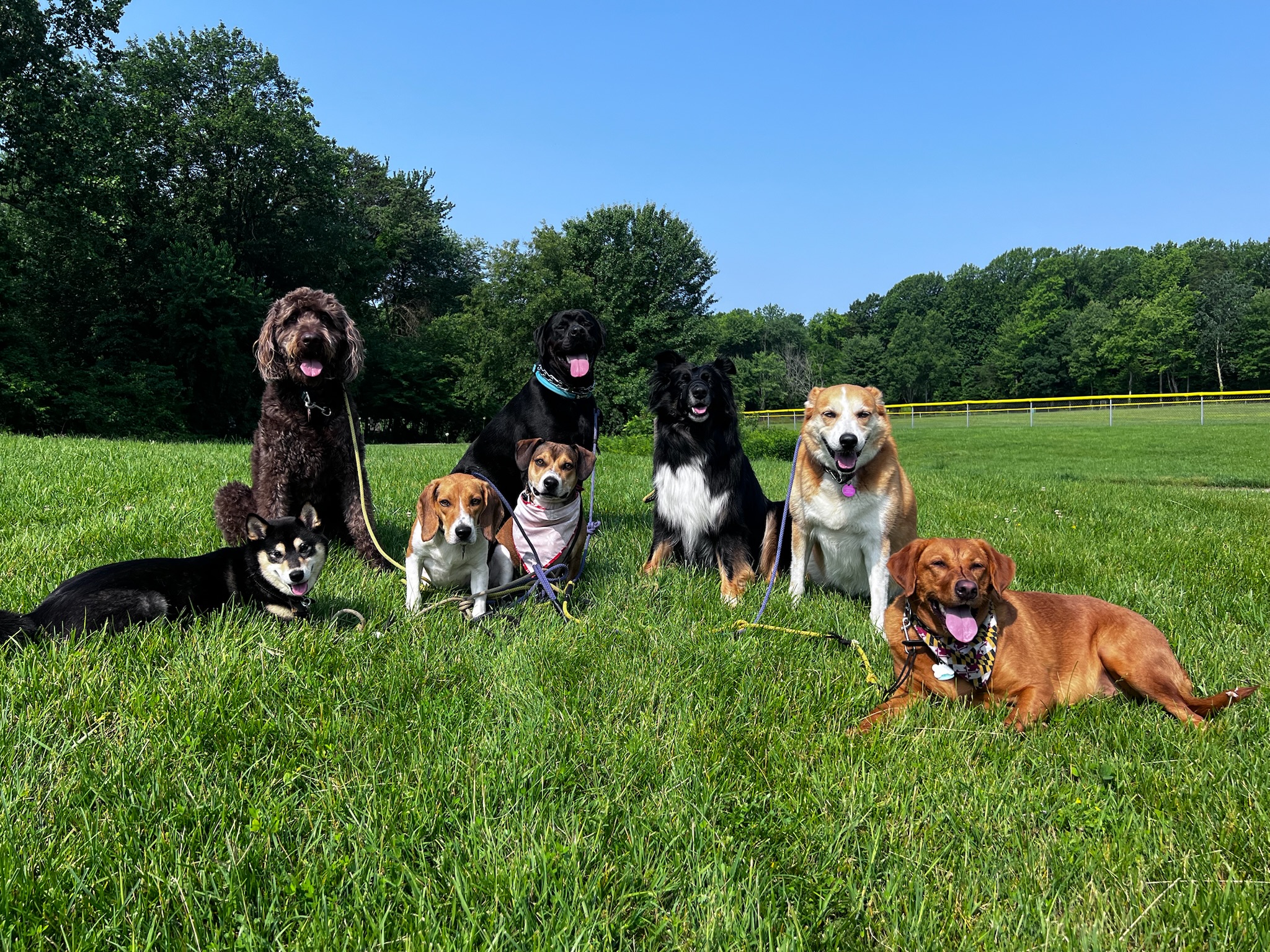 Dog walking service in Severna Park featuring structured walks, consistent walkers, and real-time updates for behavior support.