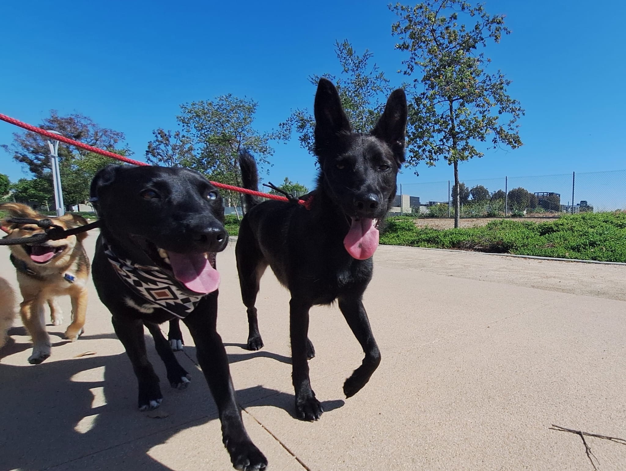 Midday Pup Scouts pack walk offering routine and socialization in Orange County.