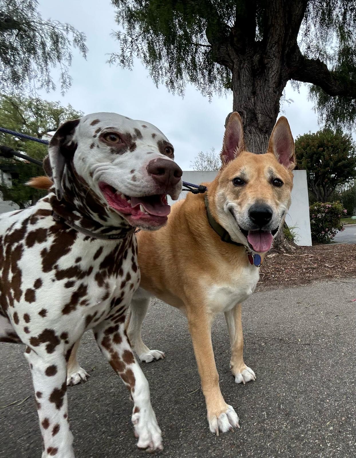 Pack of dogs enjoying consistent, structured exercise with Pup Scouts in Irvine, CA