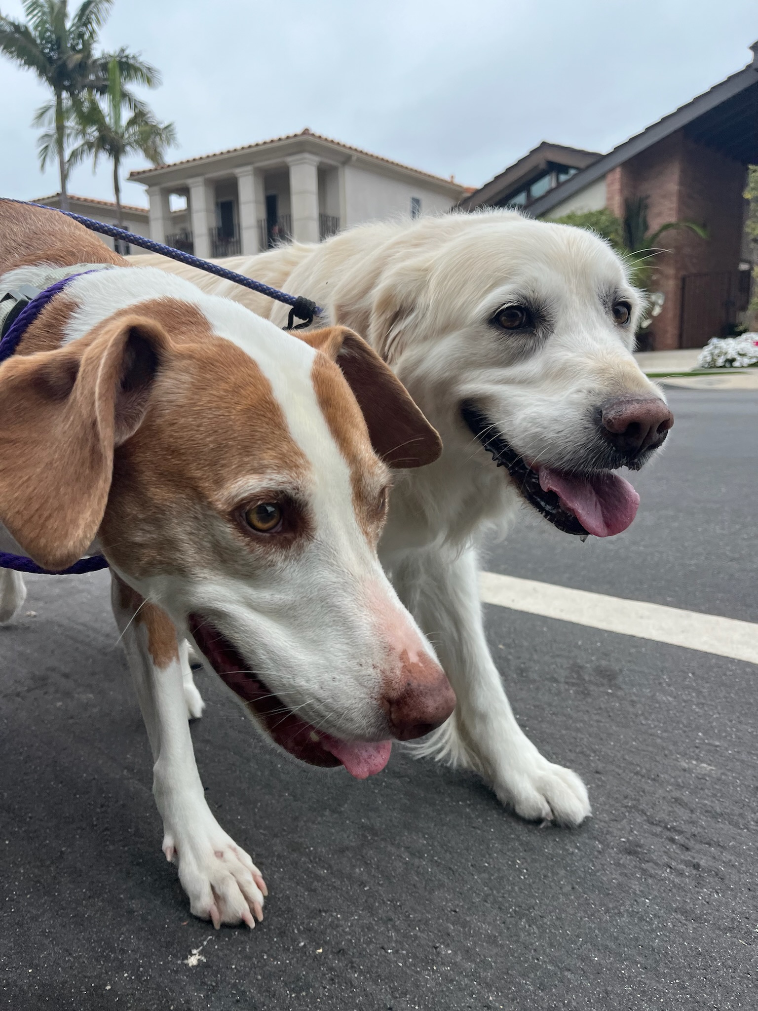 Trusted Pup Scouts team guiding dogs through a peaceful walk in Irvine, CA