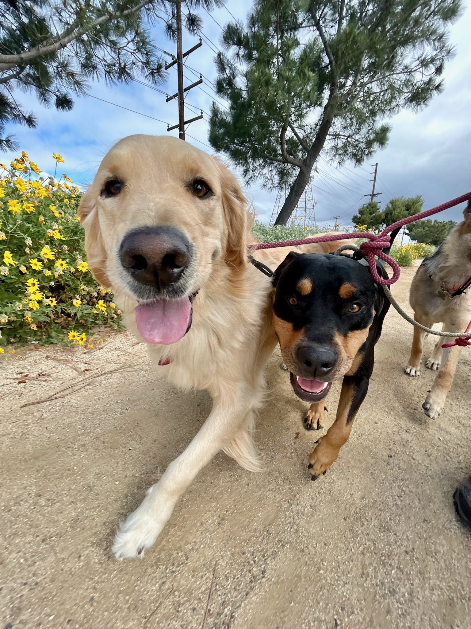 Social dogs enjoying an on-leash Pup Scouts walk in Orange County, CA