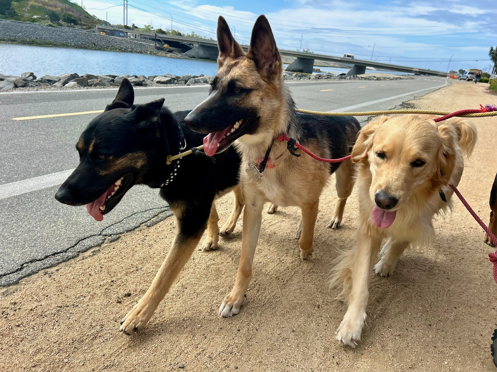 Calm group walk with well-socialized dogs and a Pup Scouts handler in Orange County