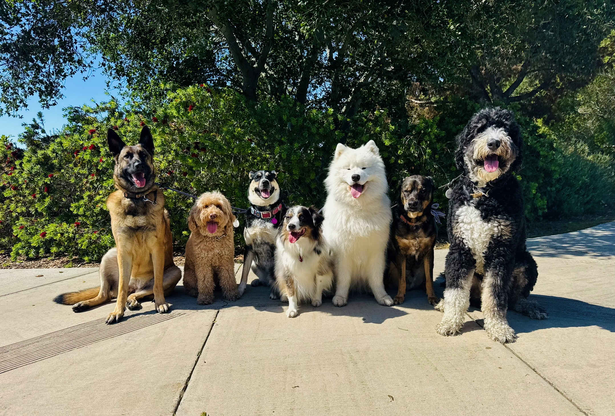 A dog enjoying a structured walk in SouthPark, highlighting how proper training can alleviate overstimulation and anxiety.
