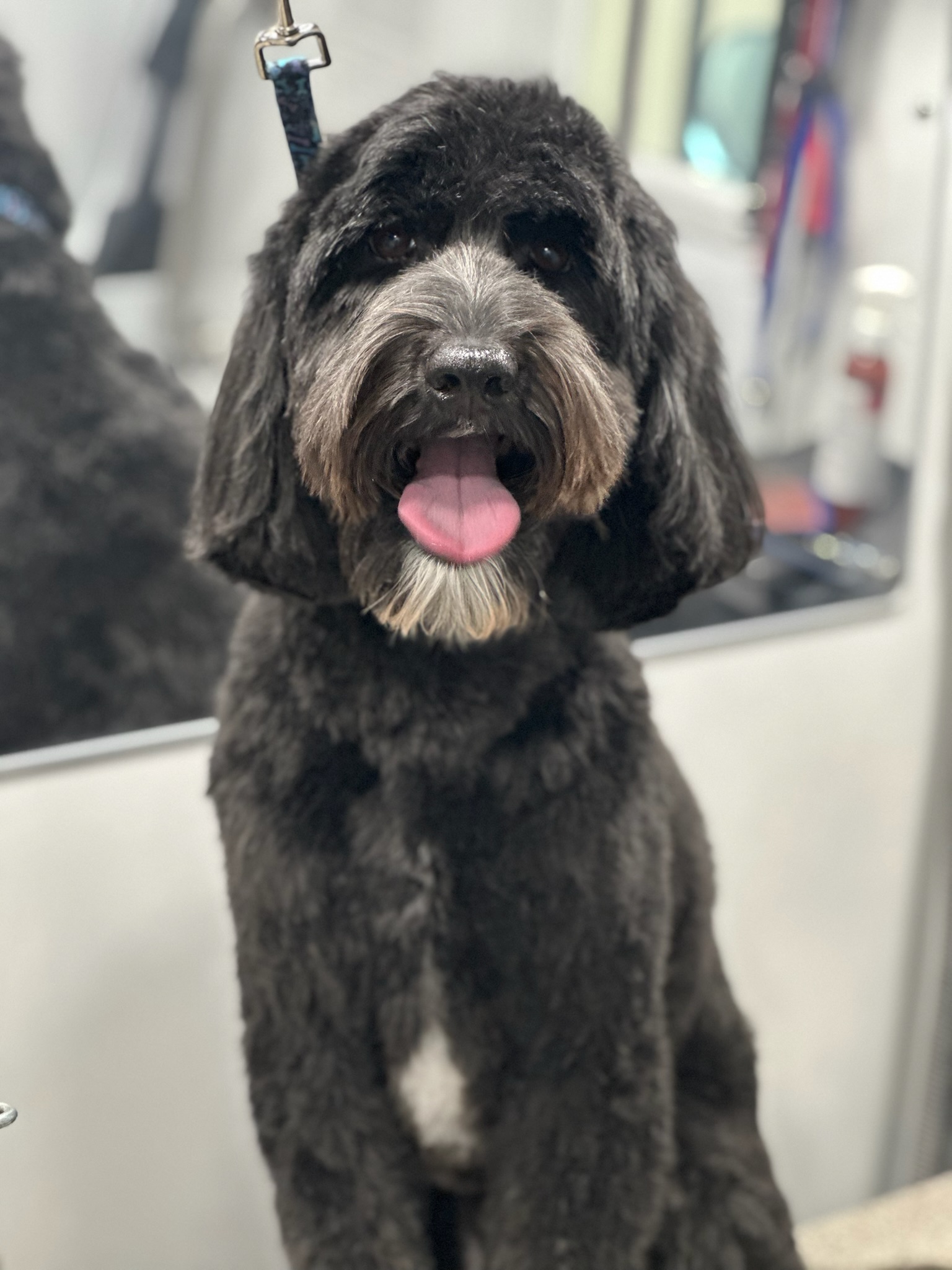 Pup Scouts providing high-touch mobile grooming tailored to each dog’s needs in Irvine