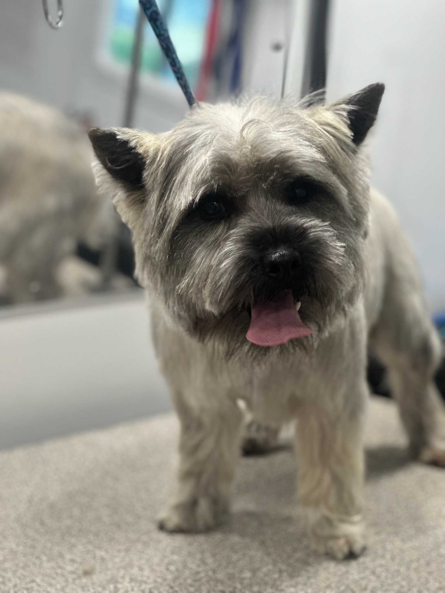 Luxury dog grooming without the stress of drop-off — Pup Scouts comes to you.