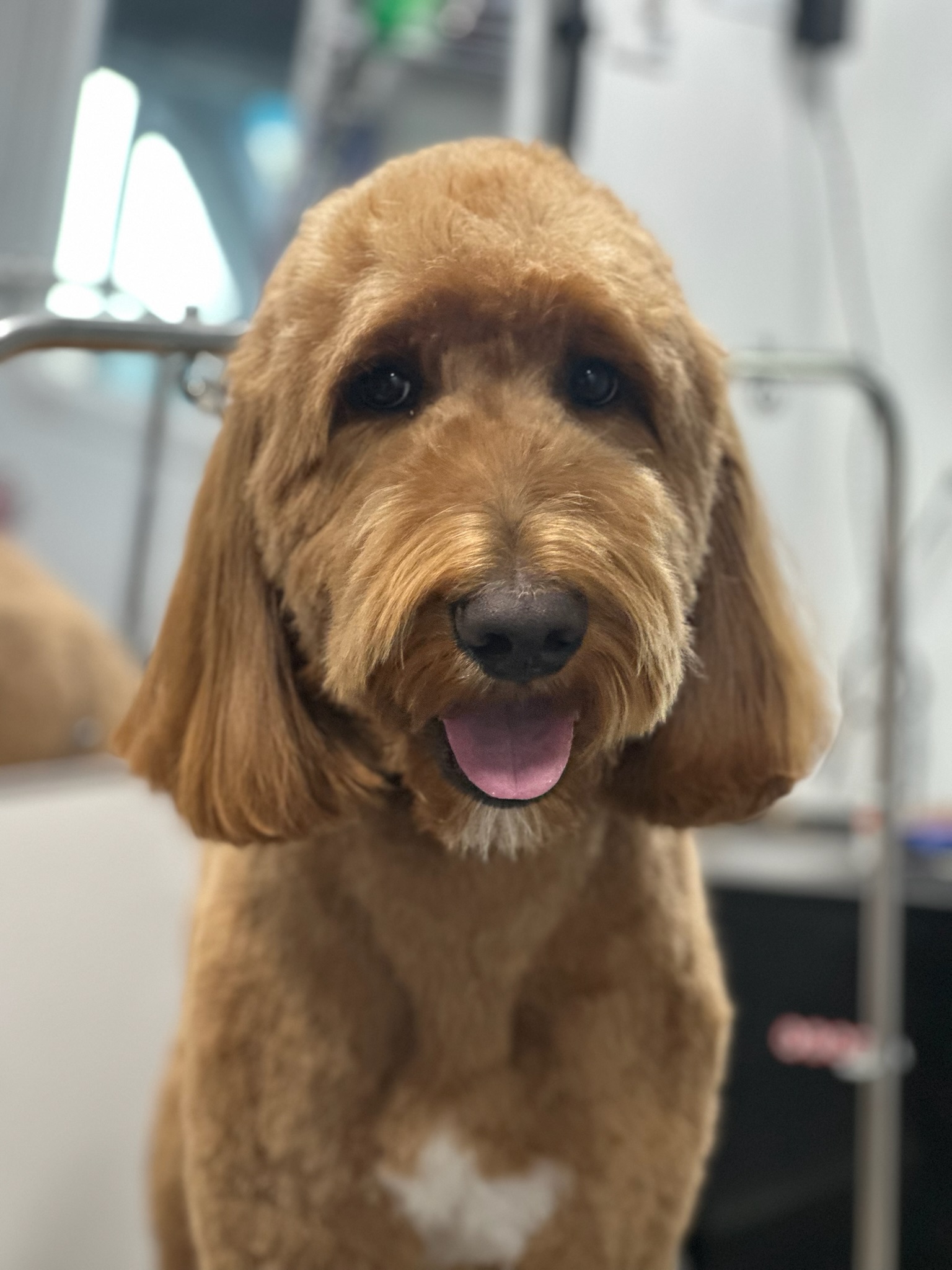 Pup Scouts mobile grooming service designed for convenience and calm — right here in Costa Mesa, CA
