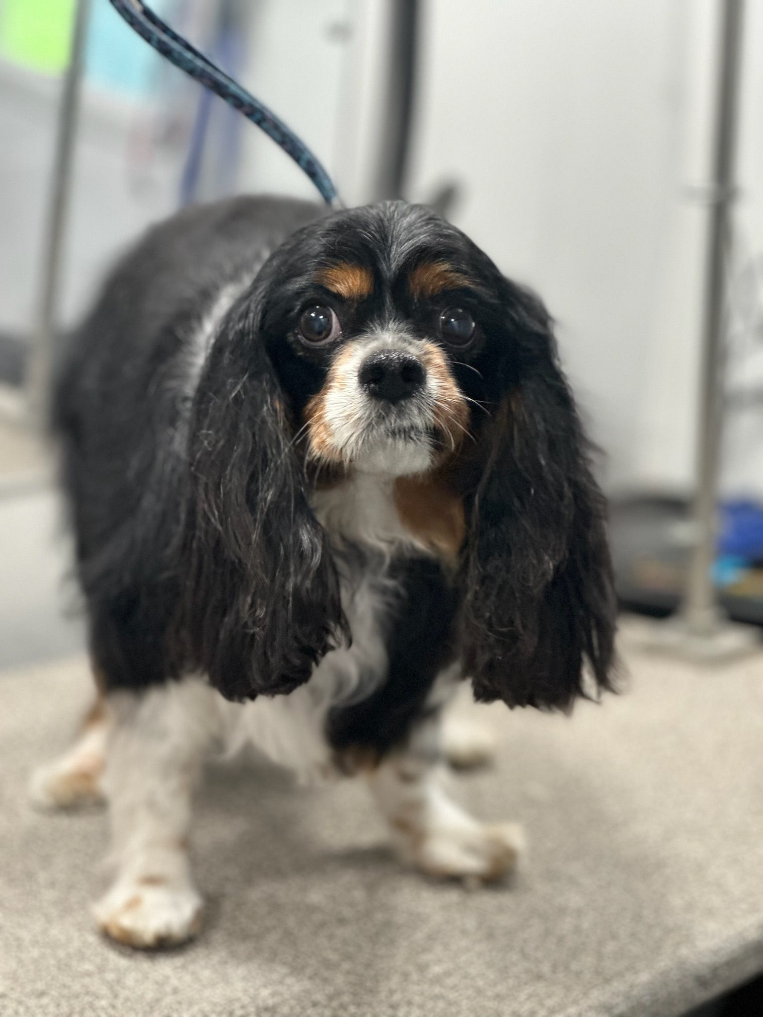 Pup Scouts groomer offering gentle, professional grooming from our mobile unit in Charlotte, NC