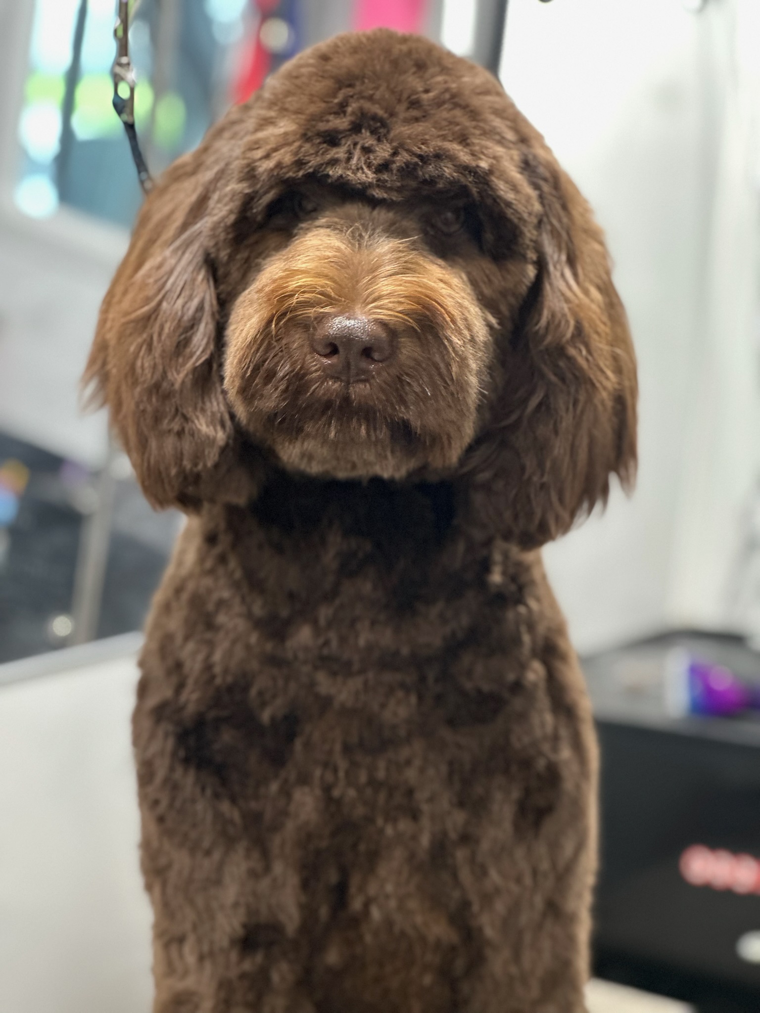 Spa-quality mobile dog grooming experience delivered curbside with Pup Scouts