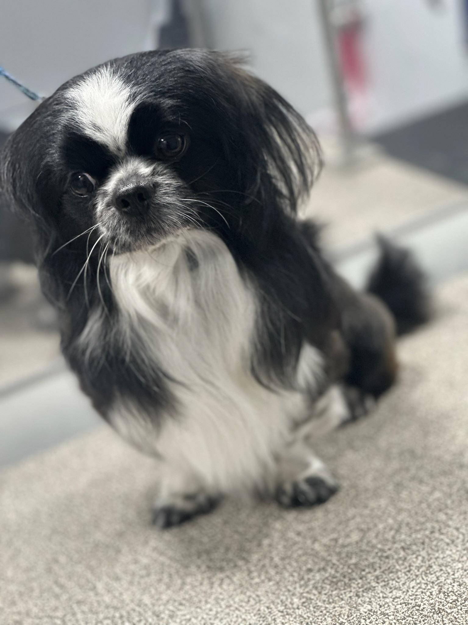 Pup Scouts groomer caring for a dog inside our clean, climate-controlled van in Irvine