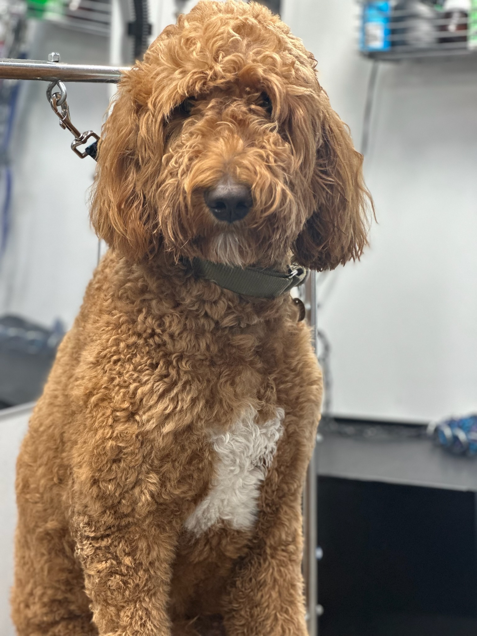 At-home Pup Scouts grooming appointment offering stress-free care in Annapolis, MD