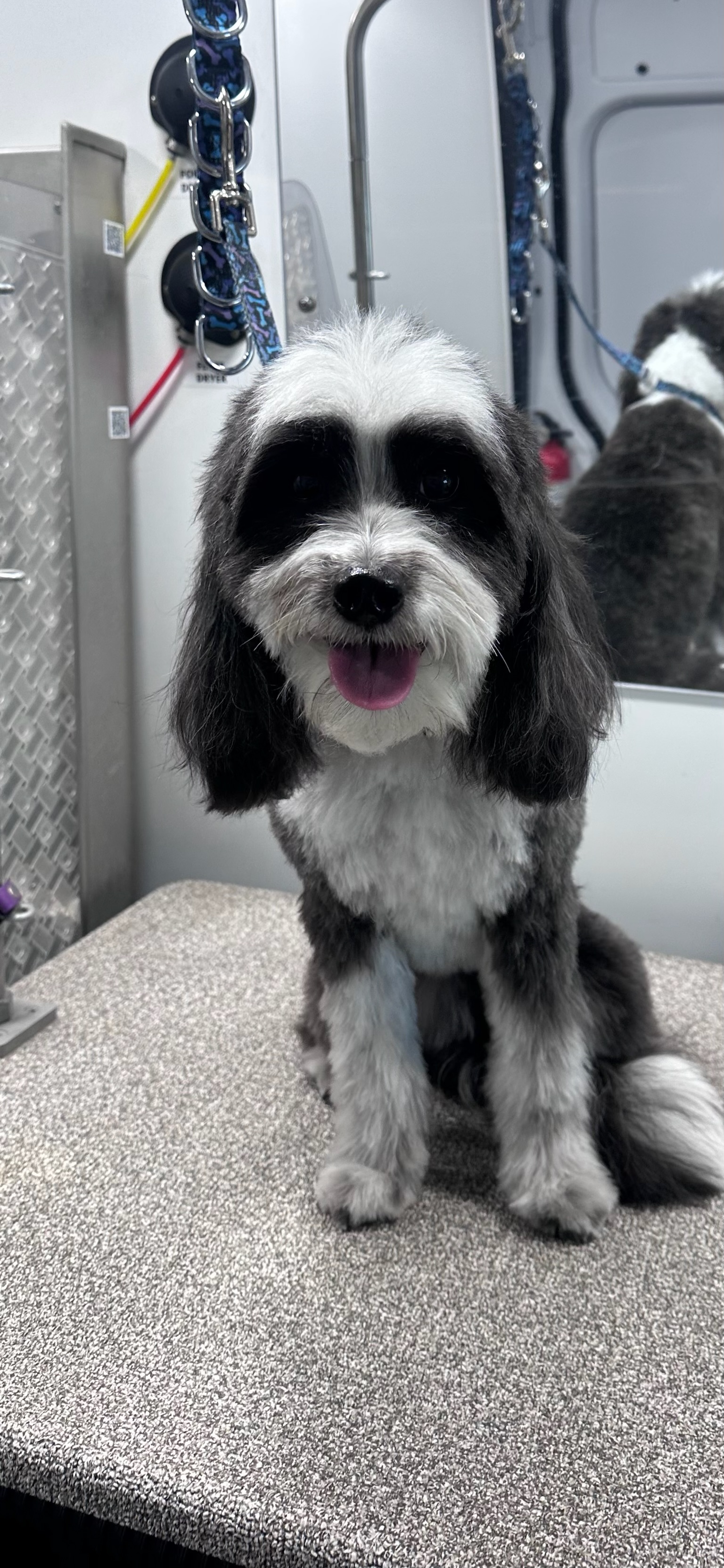 Pup Scouts van providing convenient dog grooming right in Irvine neighborhood