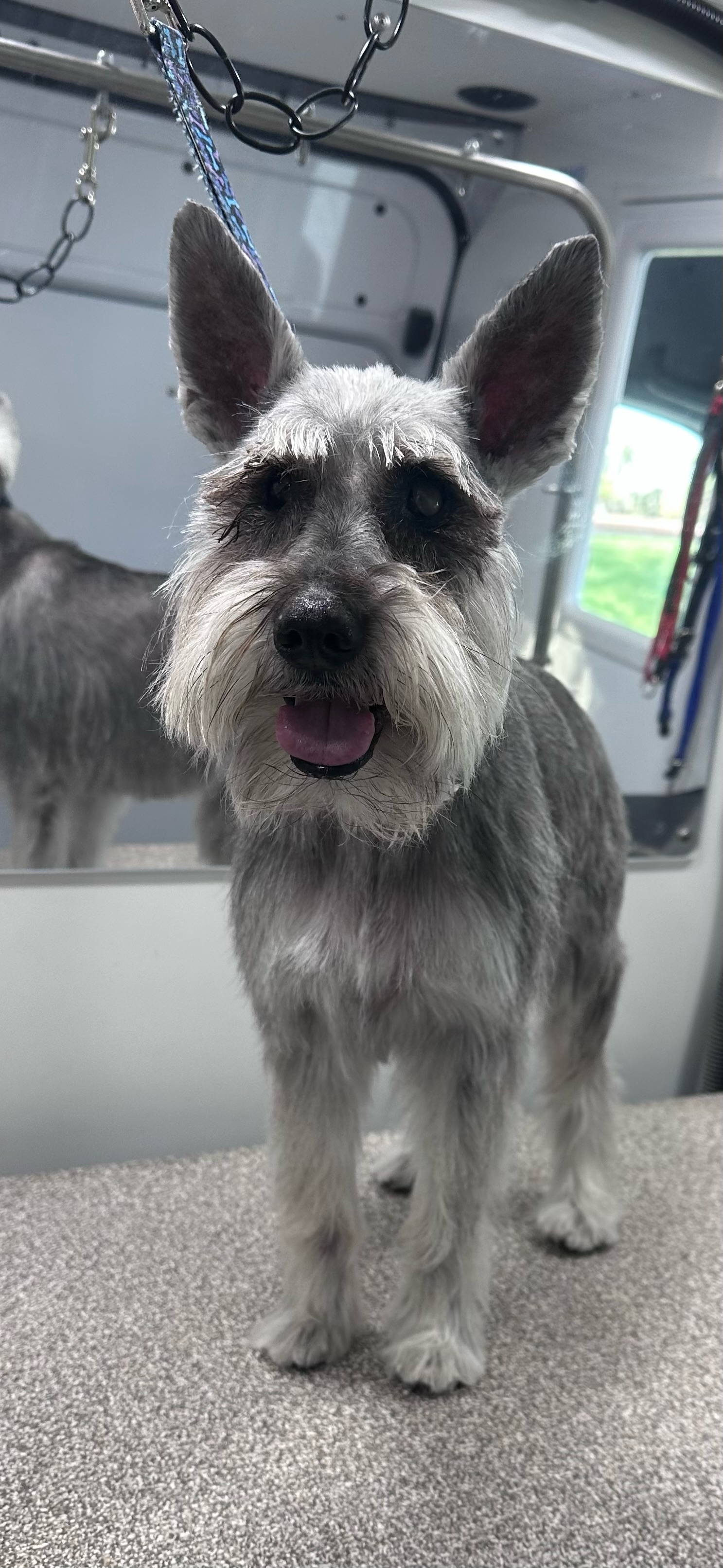 Calm, one-on-one grooming session inside Pup Scouts mobile van in Irvine