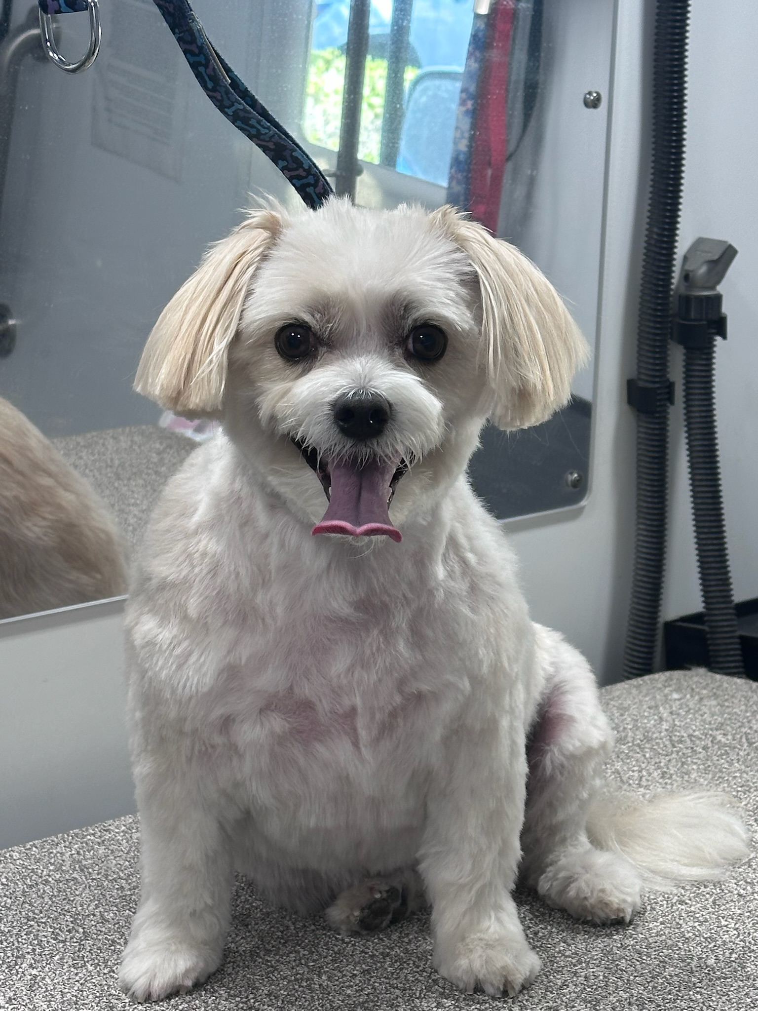 Dog receiving luxury mobile grooming service from Pup Scouts in Irvine
