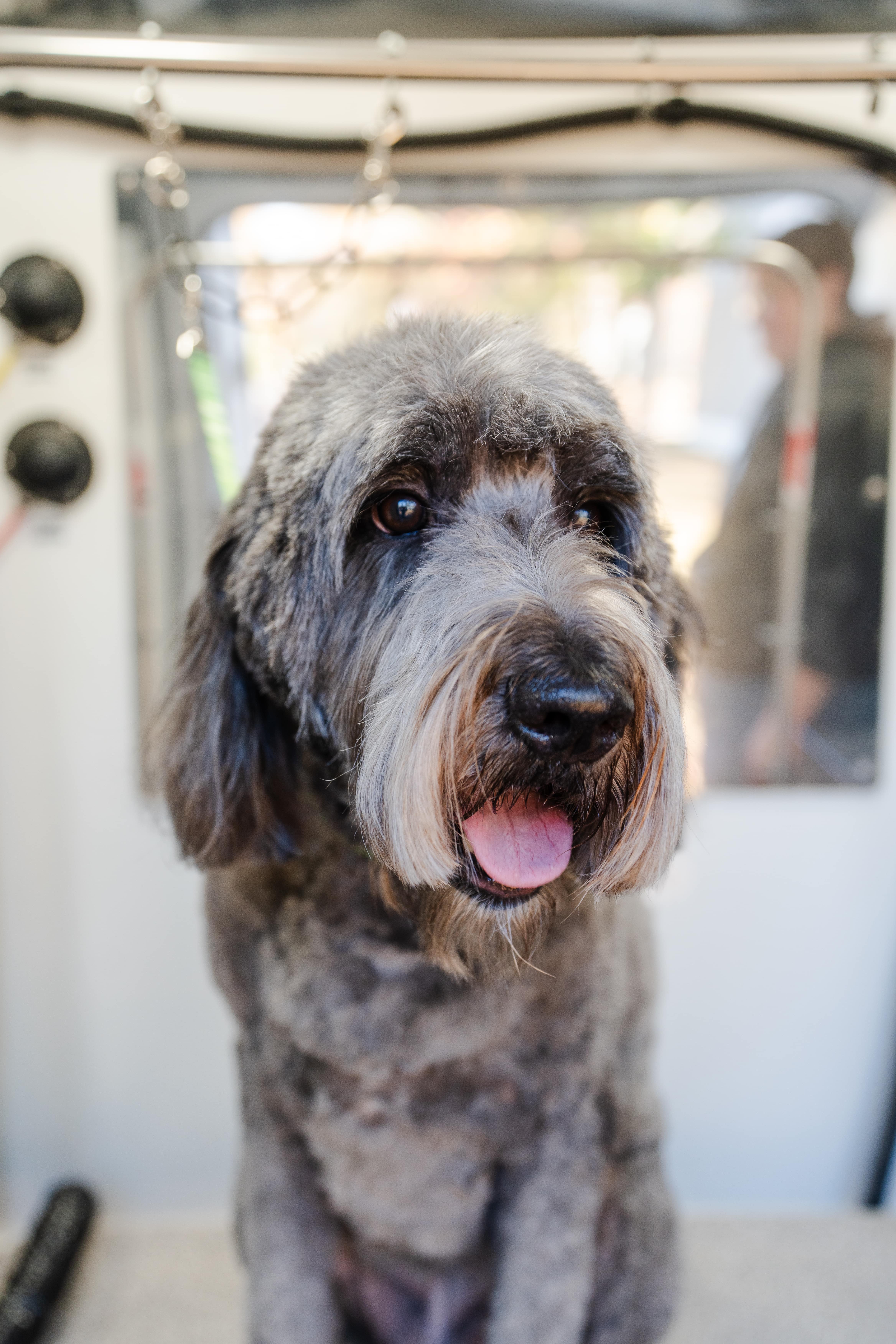 Pup Scouts dog receiving gentle, at-home grooming care in our mobile unit in Plaza Midwood, NC