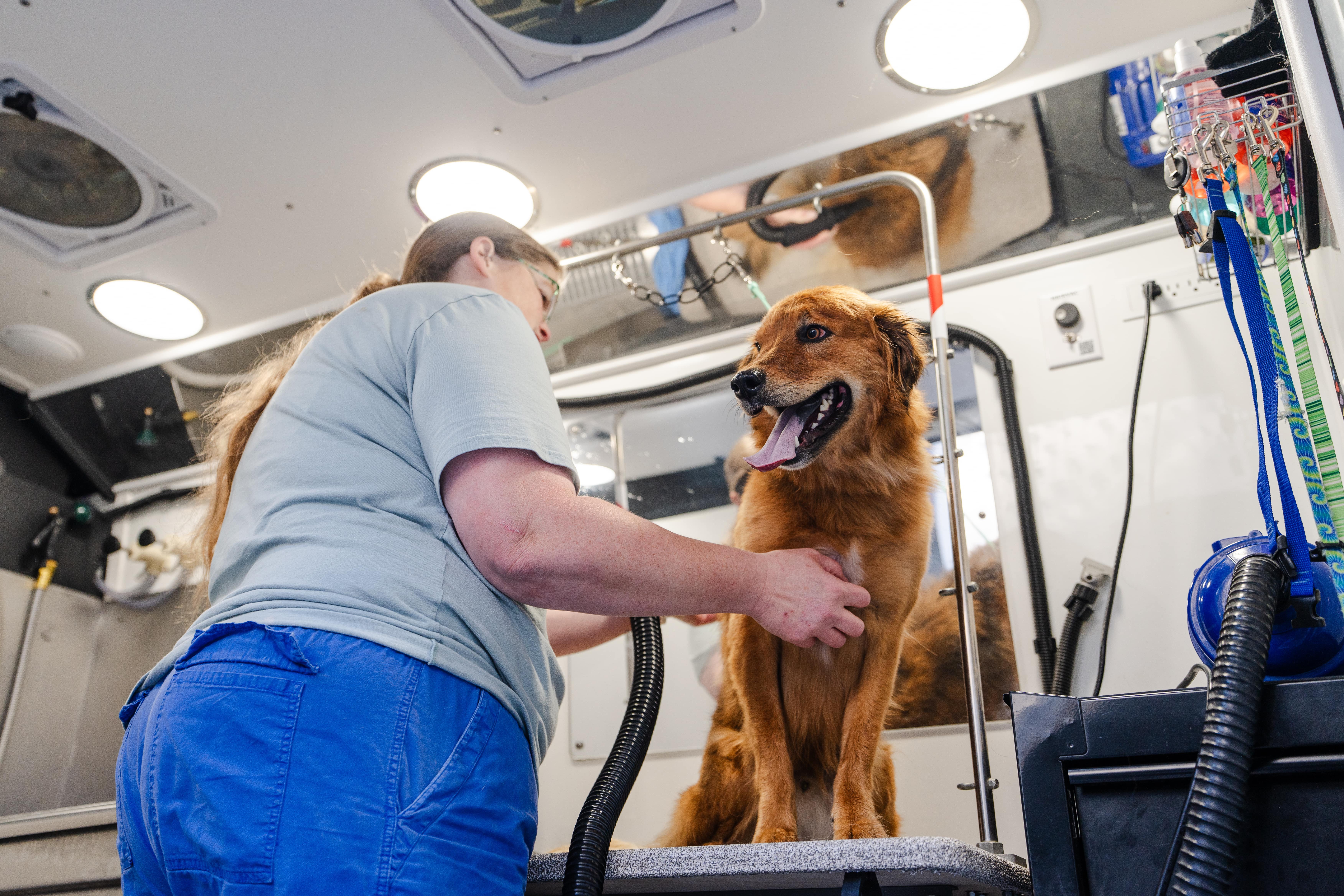 Interior of the Pup Scouts mobile grooming van showing professional grooming equipment and a serene setup.