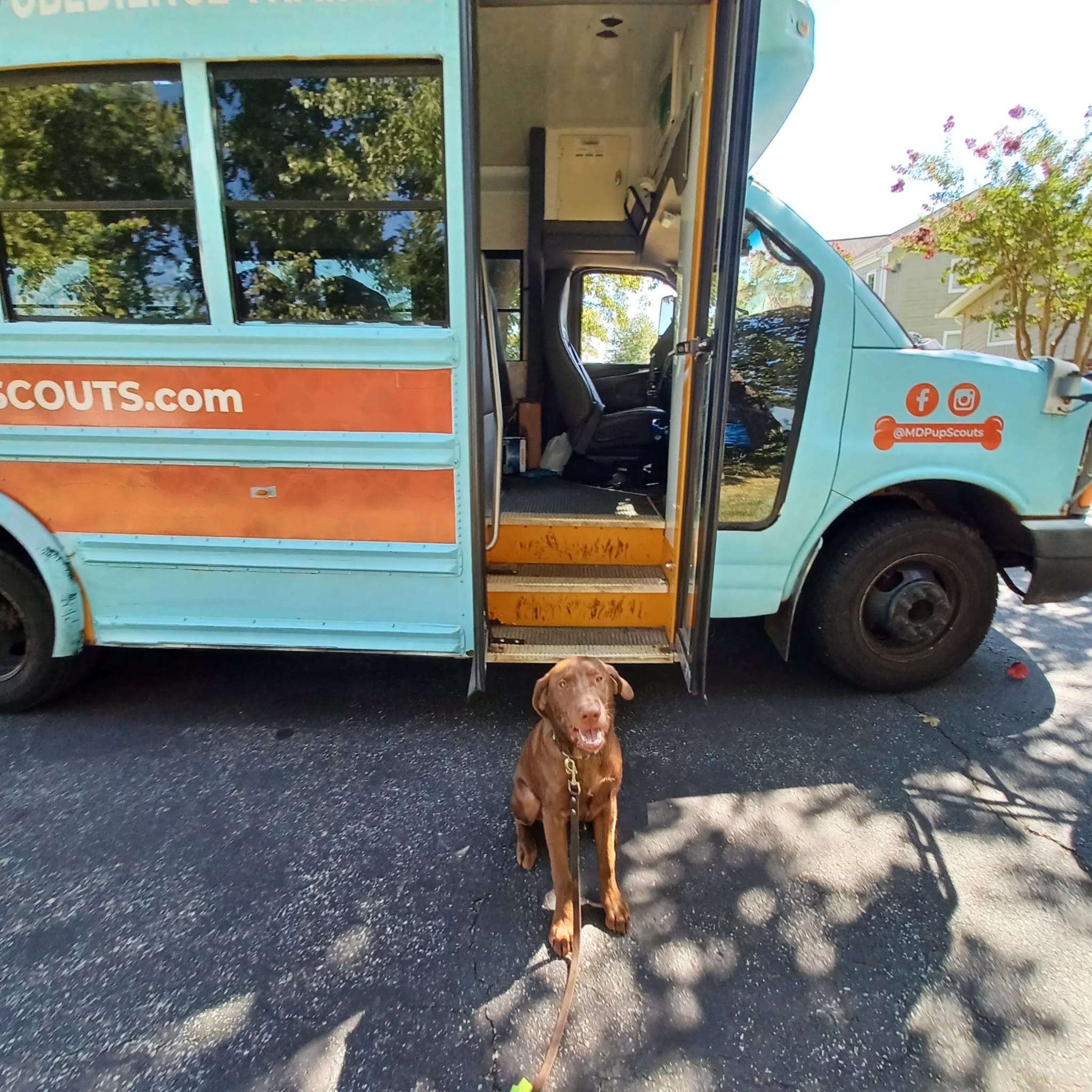 Pup Scouts pack walk in