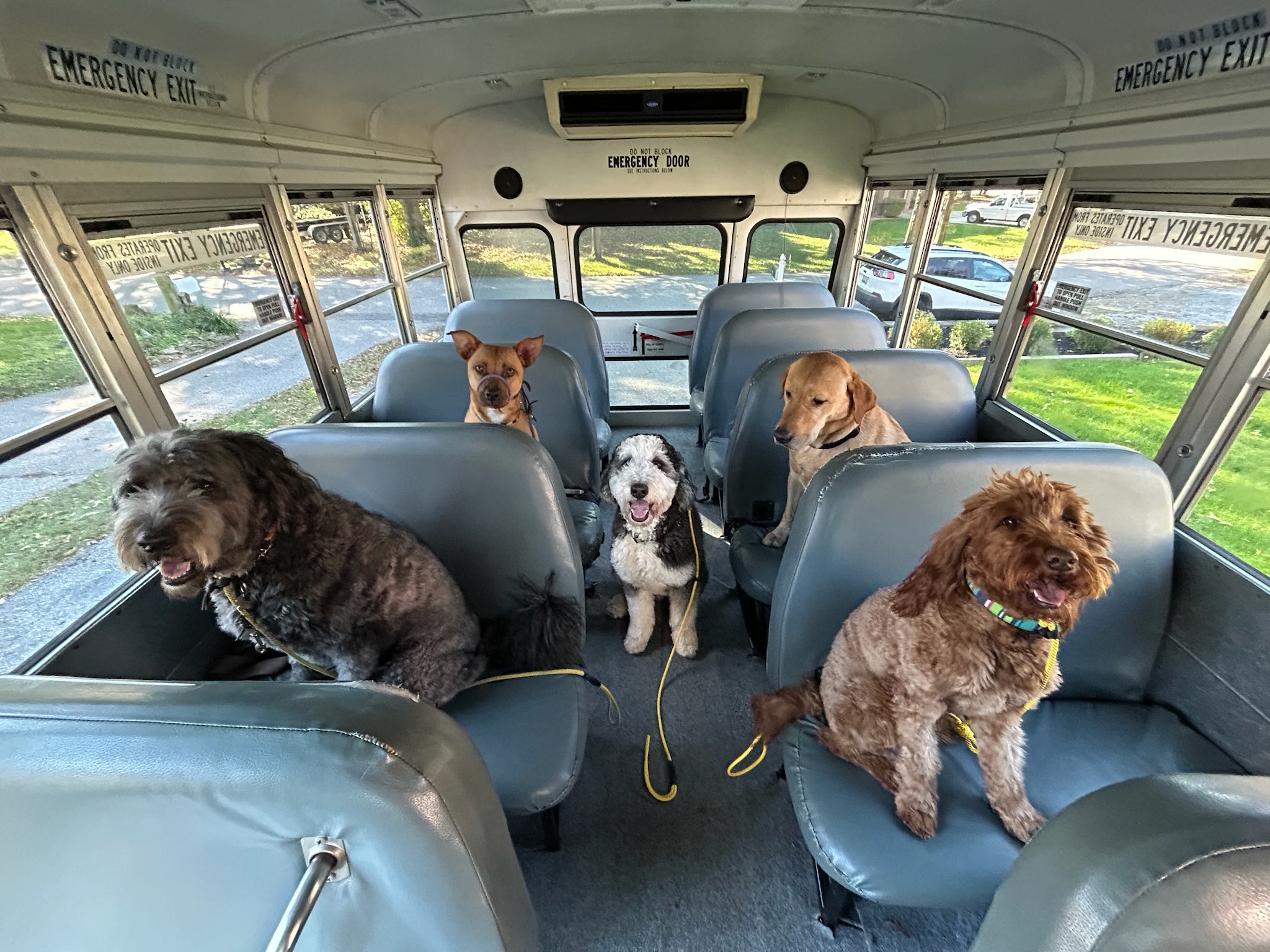 Dogs walking in formation during a quiet Pup Scouts outing in Pasadena, MD