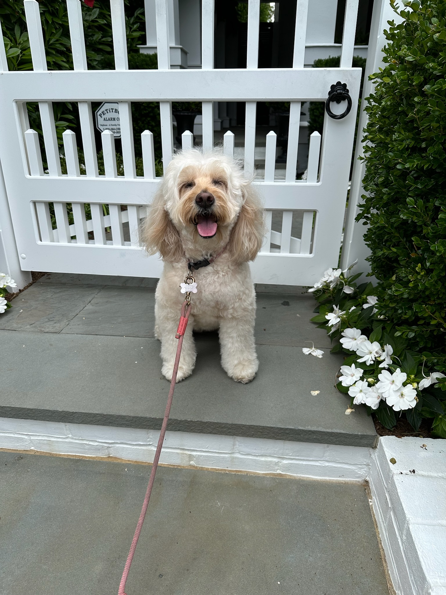Pup Scouts makes every overnight stay restful, safe, and serene Dana Point, CA