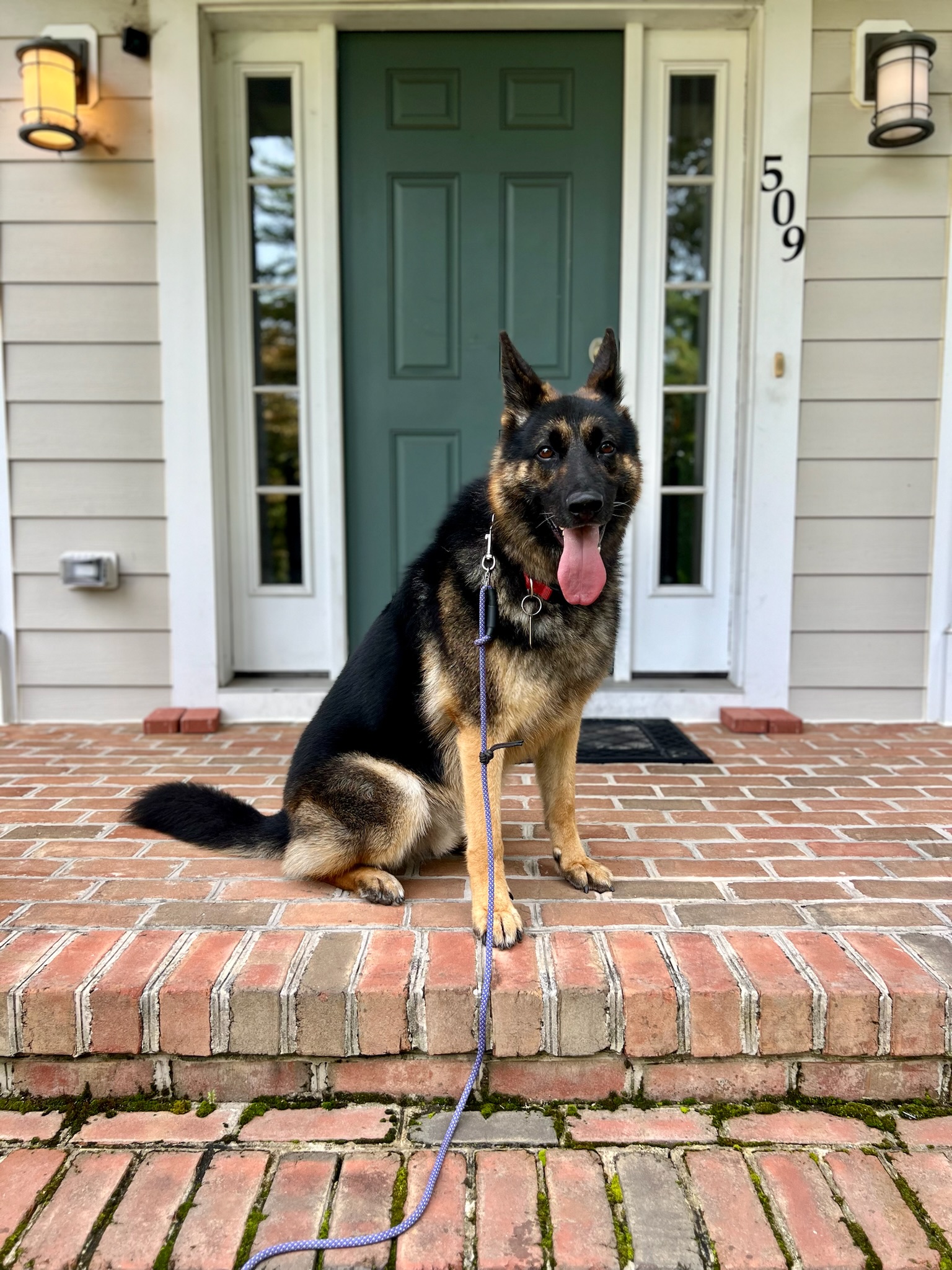 Dog sitting in front of his home during Pup Scouts overnight boarding.
