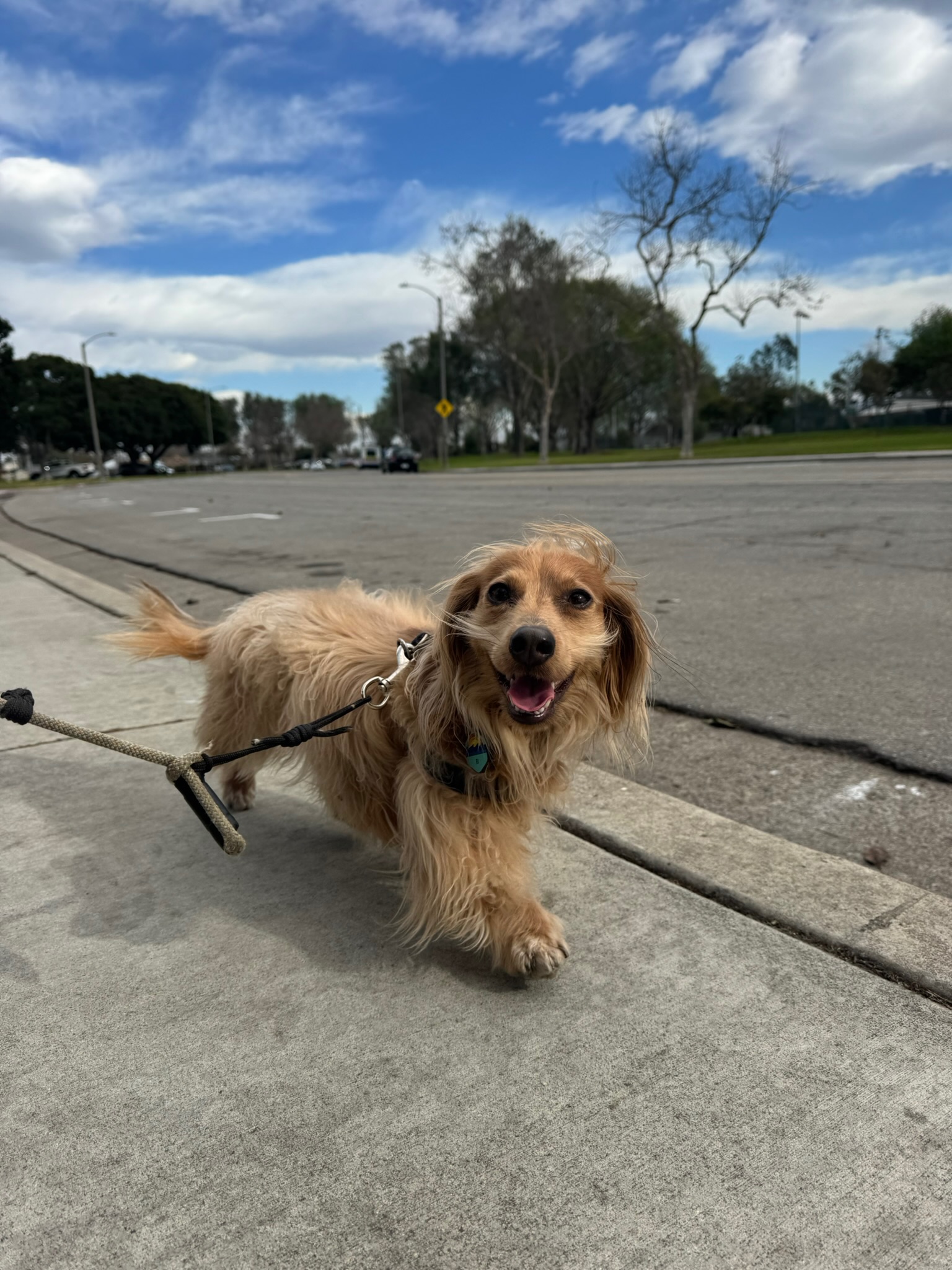 Pup Scouts trainer guiding leash-focused dog training in Ladera Ranch, CA