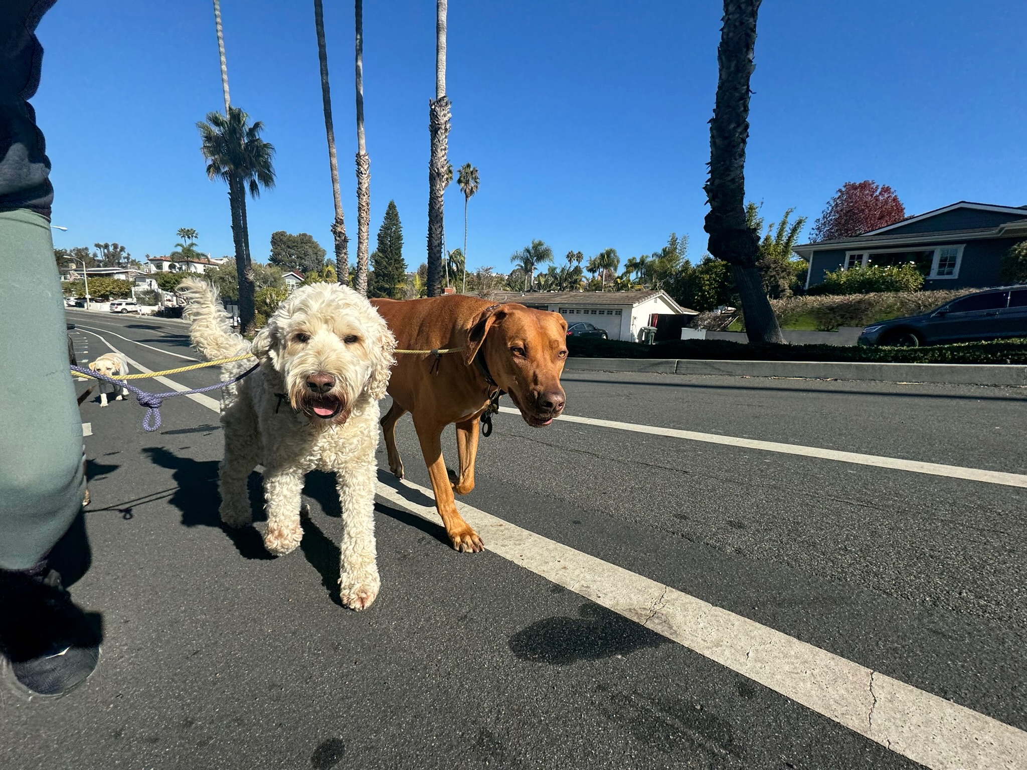 Personalized group walk experience with Pup Scouts handler in Orange County, CA.