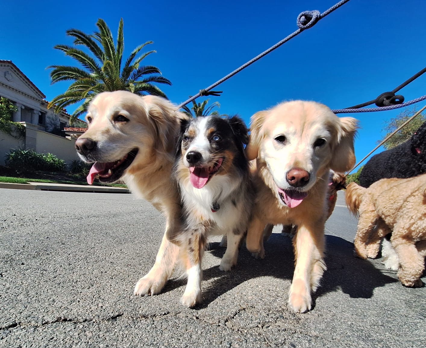 Pup Scouts handler leading a structured pack walk with multiple dogs on a sunny trail, reinforcing training and socialization.