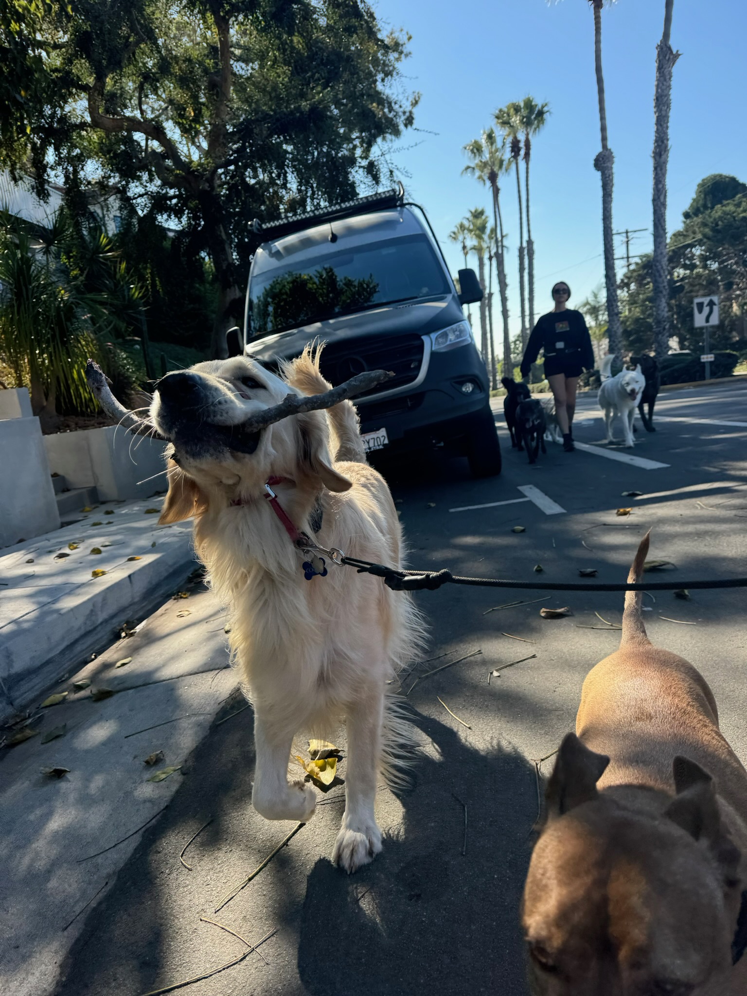 Well-trained dogs walking calmly together with Pup Scouts in Oange County, CA