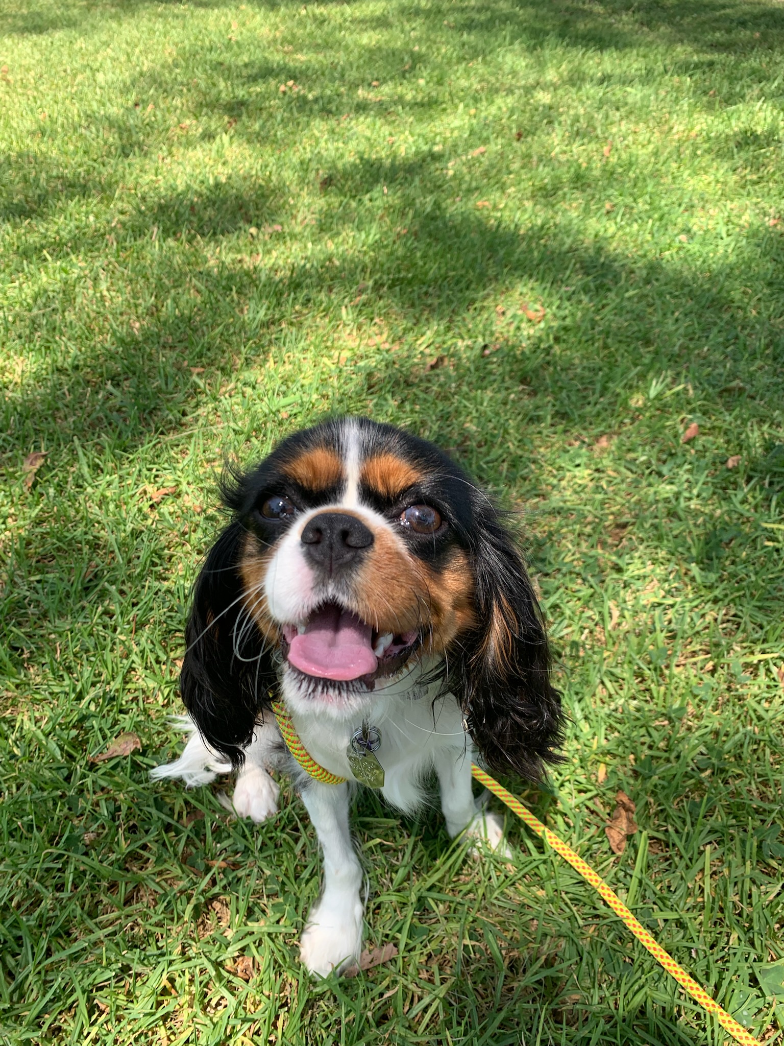 Pup Scouts handler offering distraction-free, personalized care during a walk in Pasadena, MD