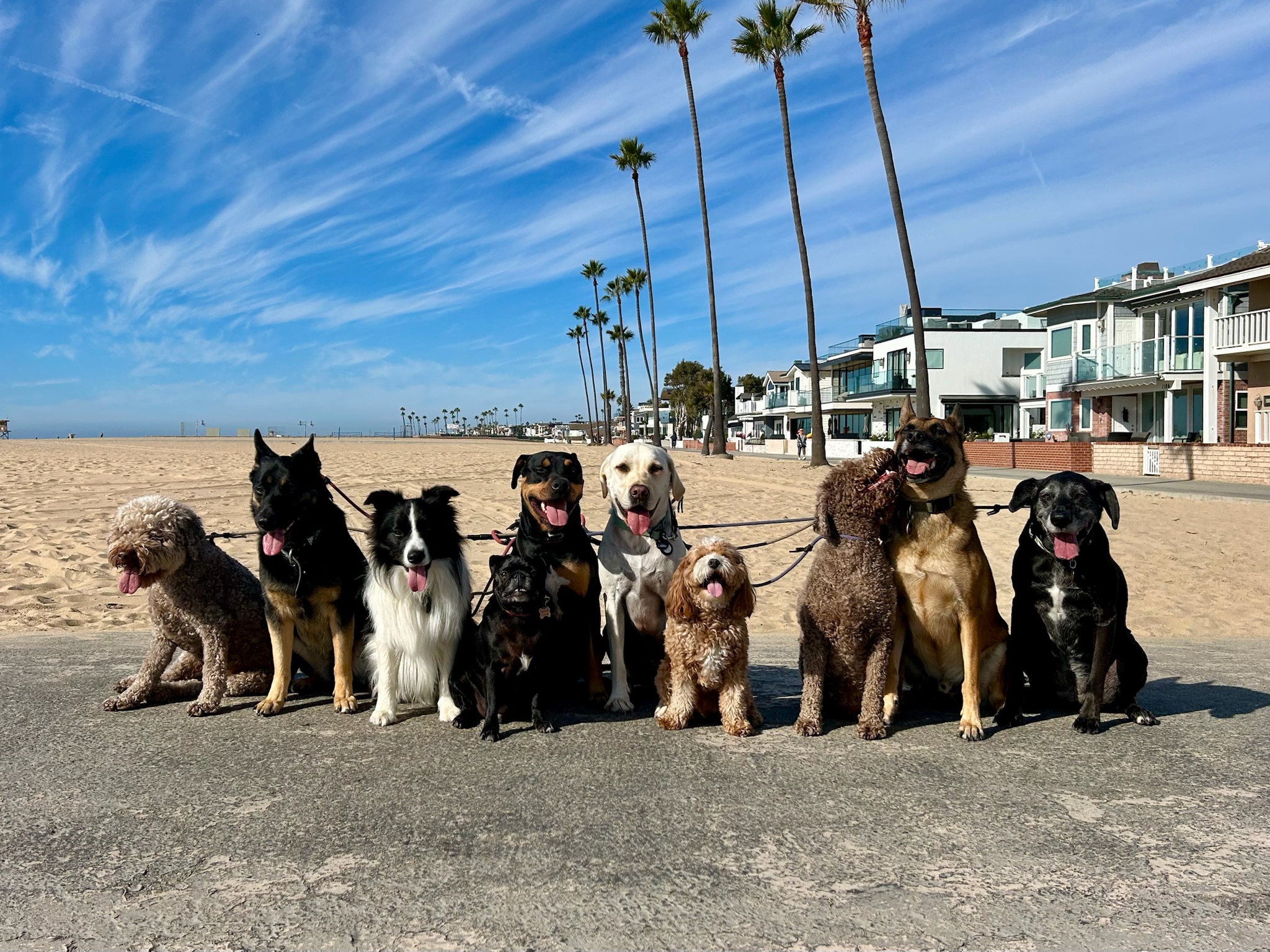 Pup Scouts pack walk through a scenic trail in Orange County, led by a trained handler
