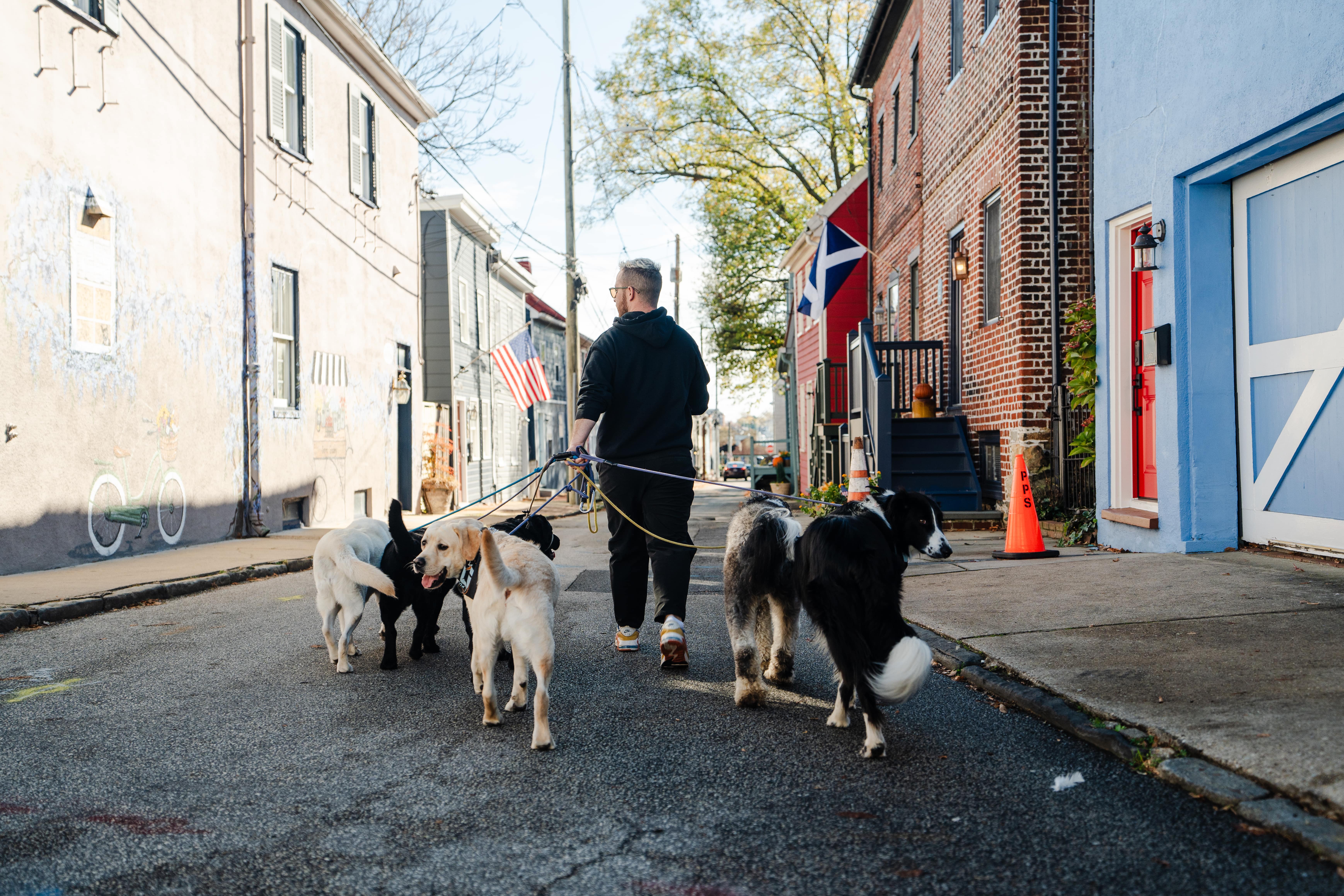Pup Scouts handler leading a mid-day pack walk through a neighborhood in Pasadena, MD