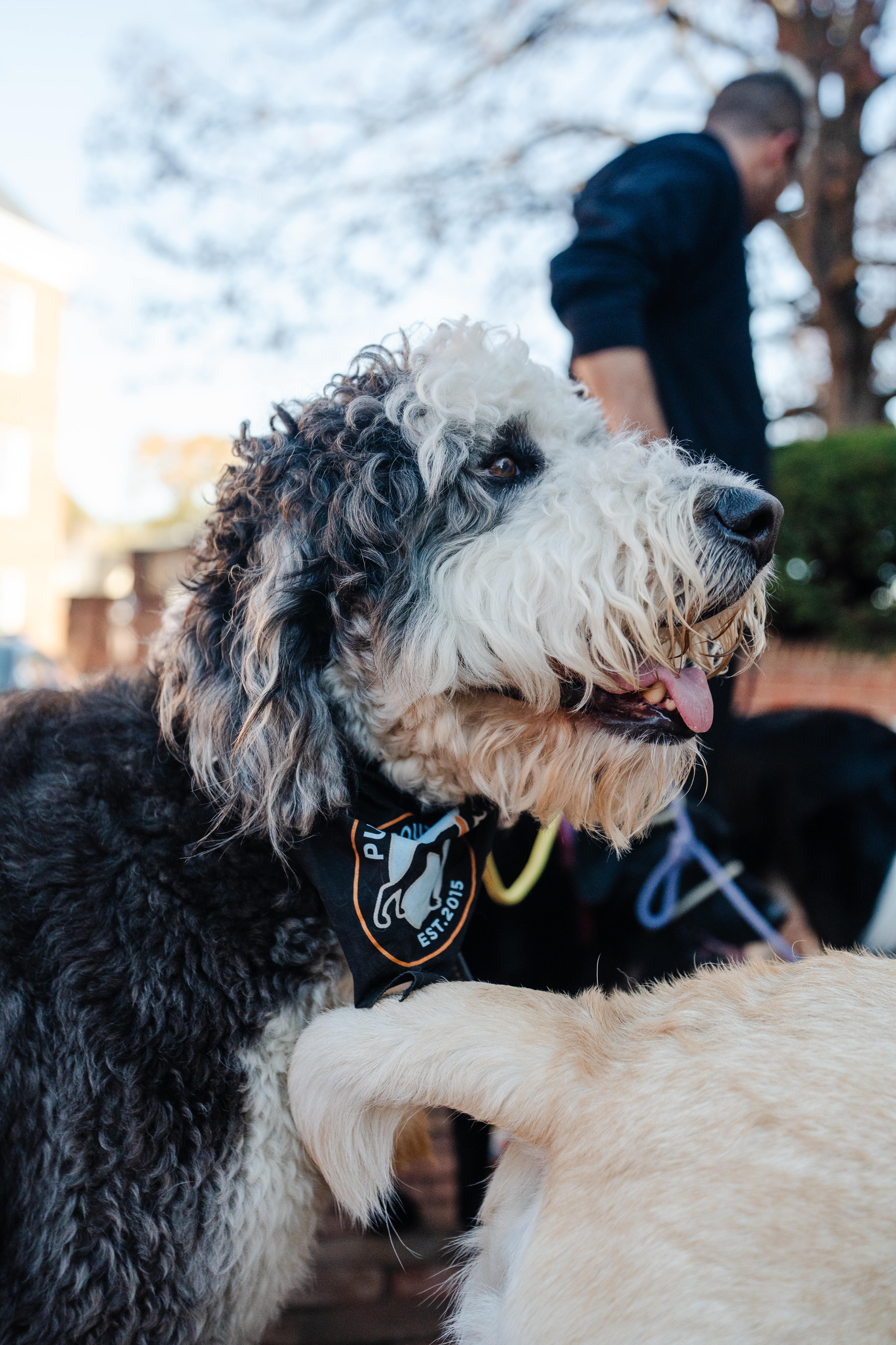 Dogs practicing routine and structure on a Pup Scouts pack walk in Pasadena, MD