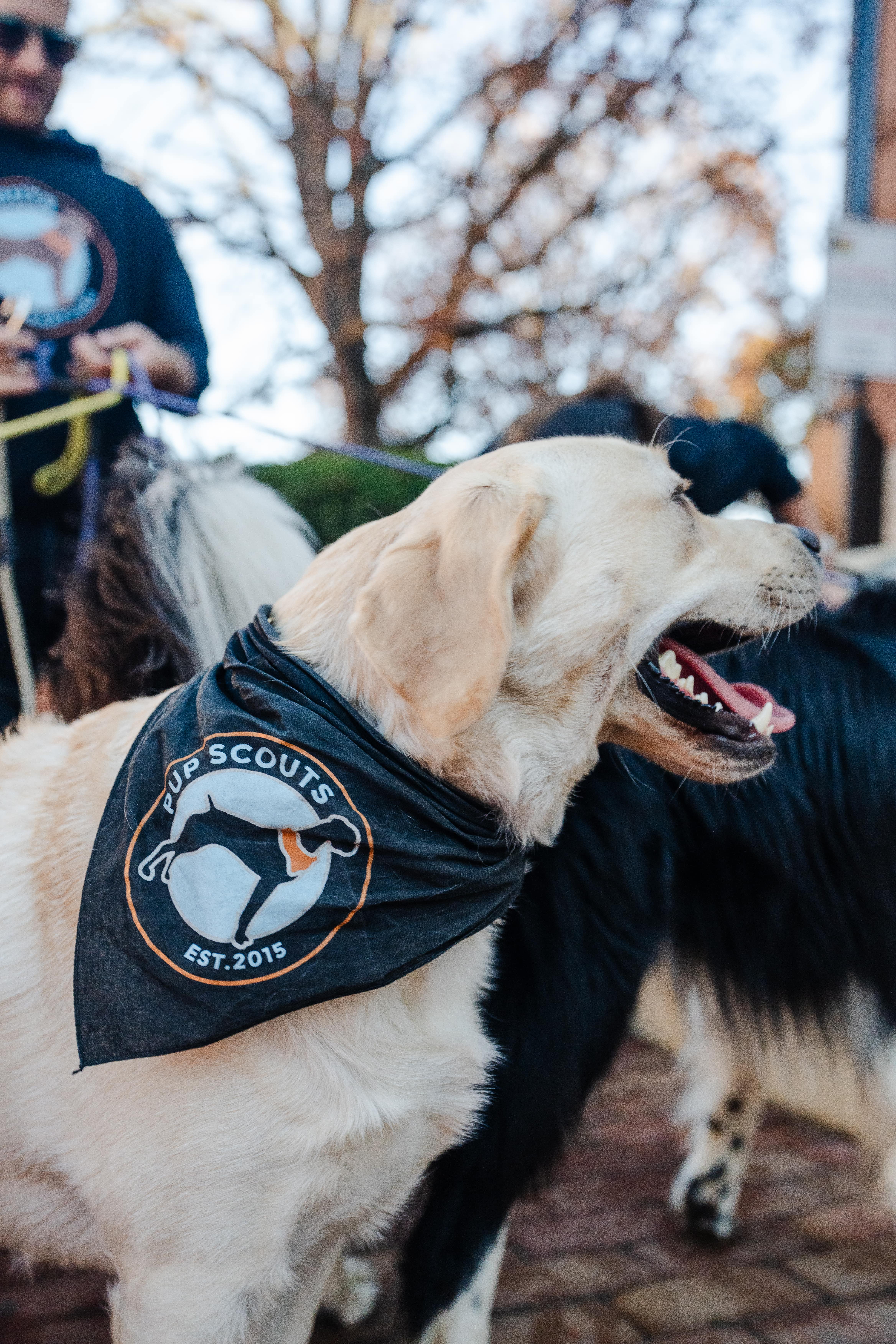 Calm group walk with well-behaved dogs and a Pup Scouts handler in scenic Annapolis, MD
