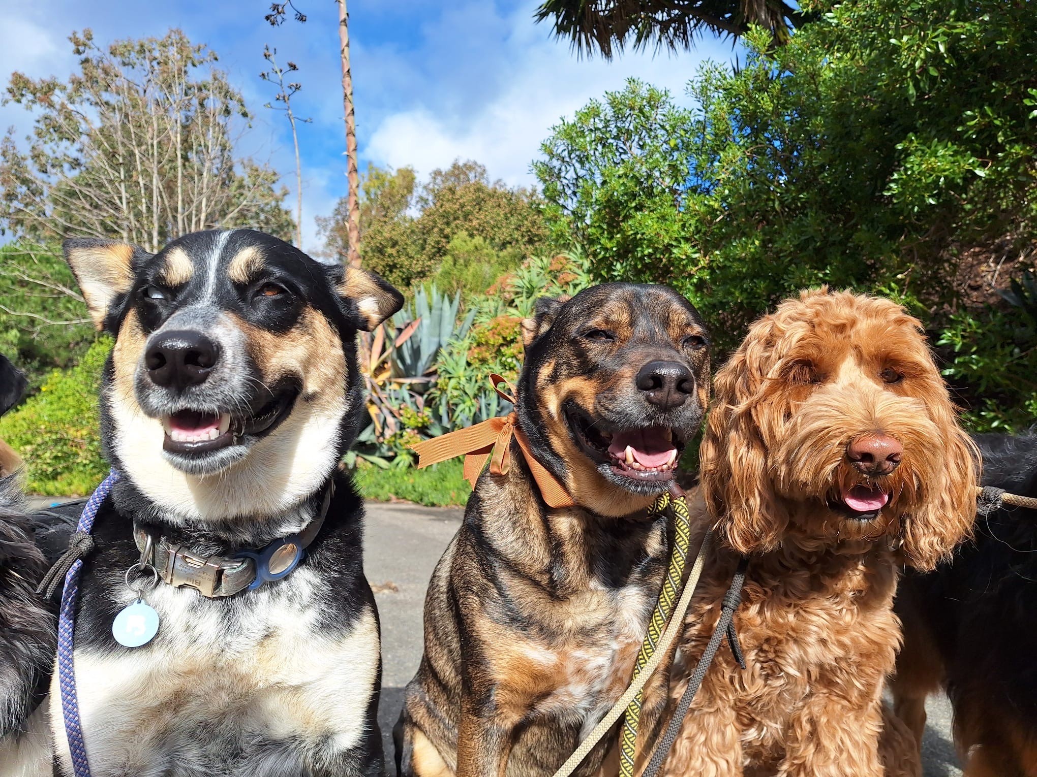 Image of a dog walking calmly on a leash, demonstrating proper leash etiquette and training commands in a structured environment.