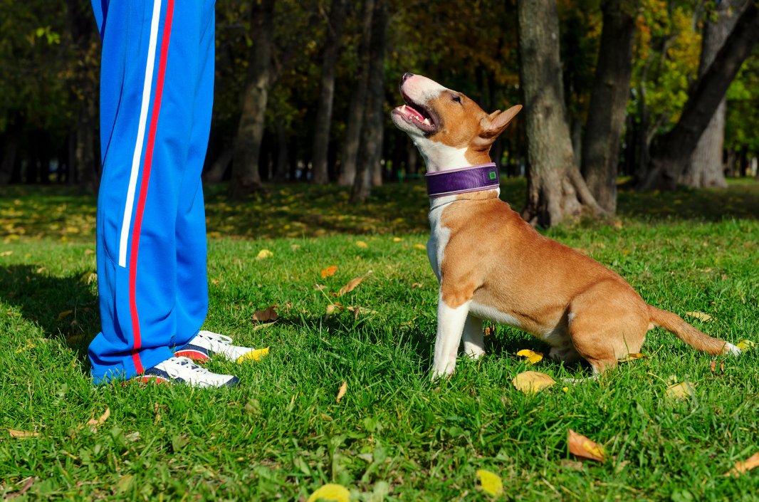 Dog receiving real-world training application during a Pup Scouts walk in Ladera Ranch, CA