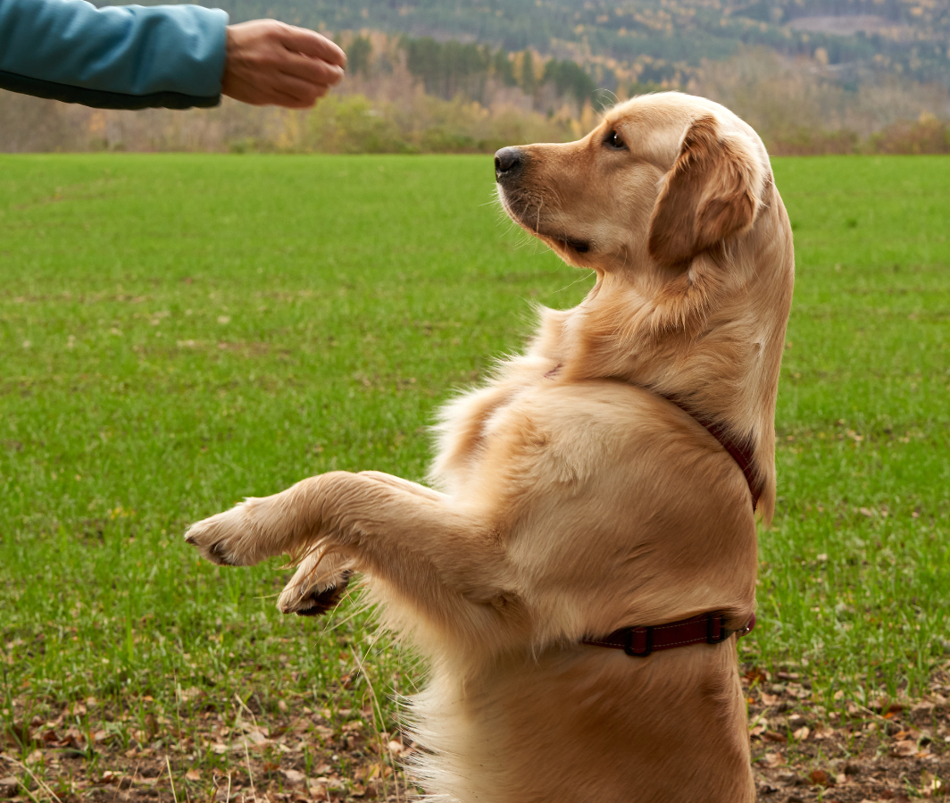 Pup Scouts handler guiding a well-paced walk to reinforce obedience in Ladera Ranch, CA