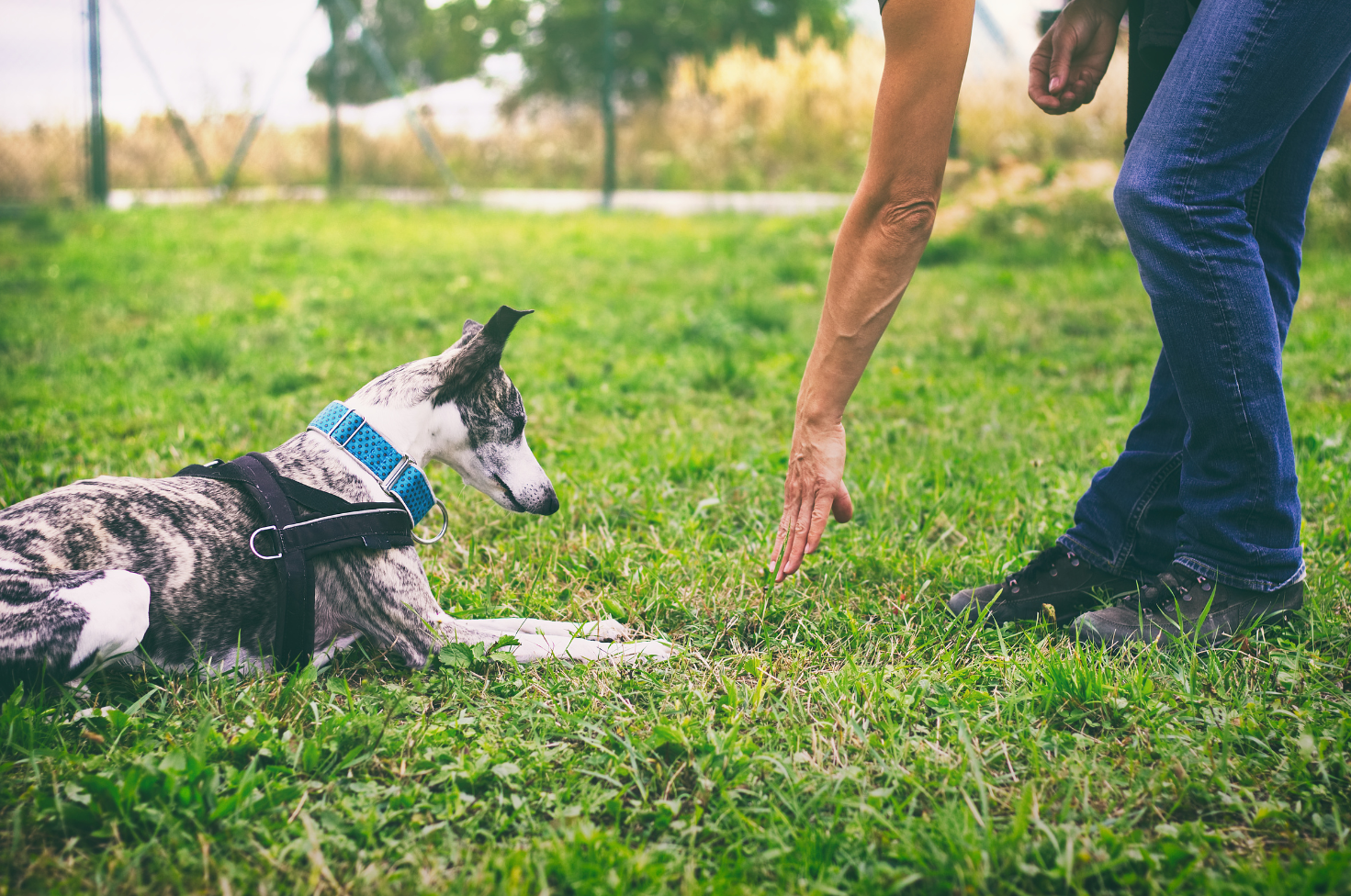 Pup Scouts reinforcing behavior cues in a quiet walk setting in Ladera Ranch, CA