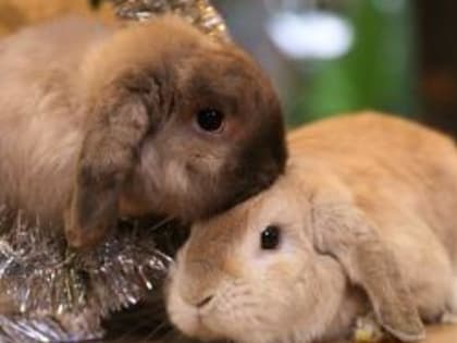 За уши не таскать, экзотикой не кормить: год Кролика будет ловким, семейным и плодородным