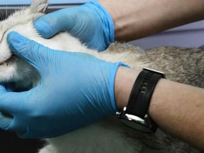 Эксперт-ветеринар рассказал, как сохранить здоровье вашей любимой кошки