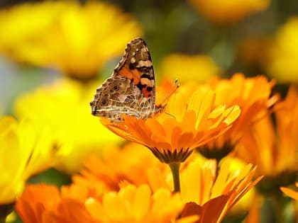 Повышение температуры воздуха до +24 градусов ожидается в Татарстане