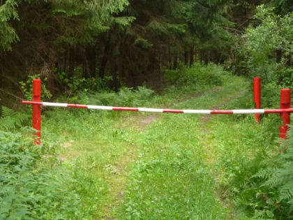 Ограничения на посещение лесов введены в Татарстане