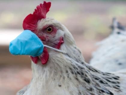 Ветеринары напомнили об опасности птичьего гриппа
