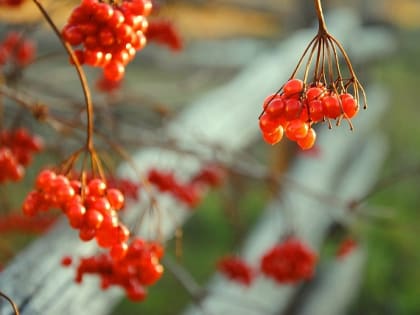 Калина красная: жителям Татарстана раскрыли, что происходит с организмом при ее употреблении