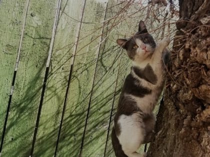 Казанцы возмутились поведением хозяина застрявшего на дереве кота