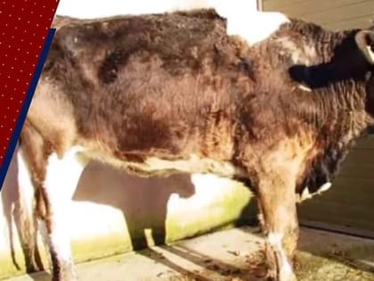 Вспышку бруцеллеза у коров выявили в Атнинском районе Татарстана — видео