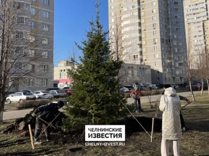 В 60-м комплексе Челнов посадили 5-метровую ель к следующему Новому году