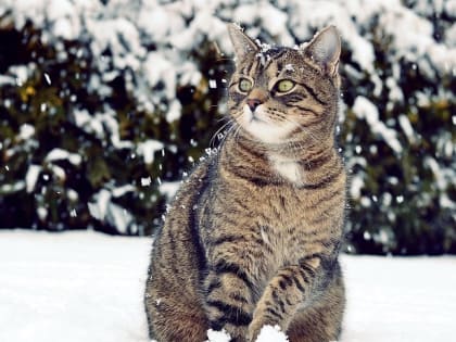 Дожди вперемешку со снегом и сильный ветер накроют Татарстан в конце рабочей недели
